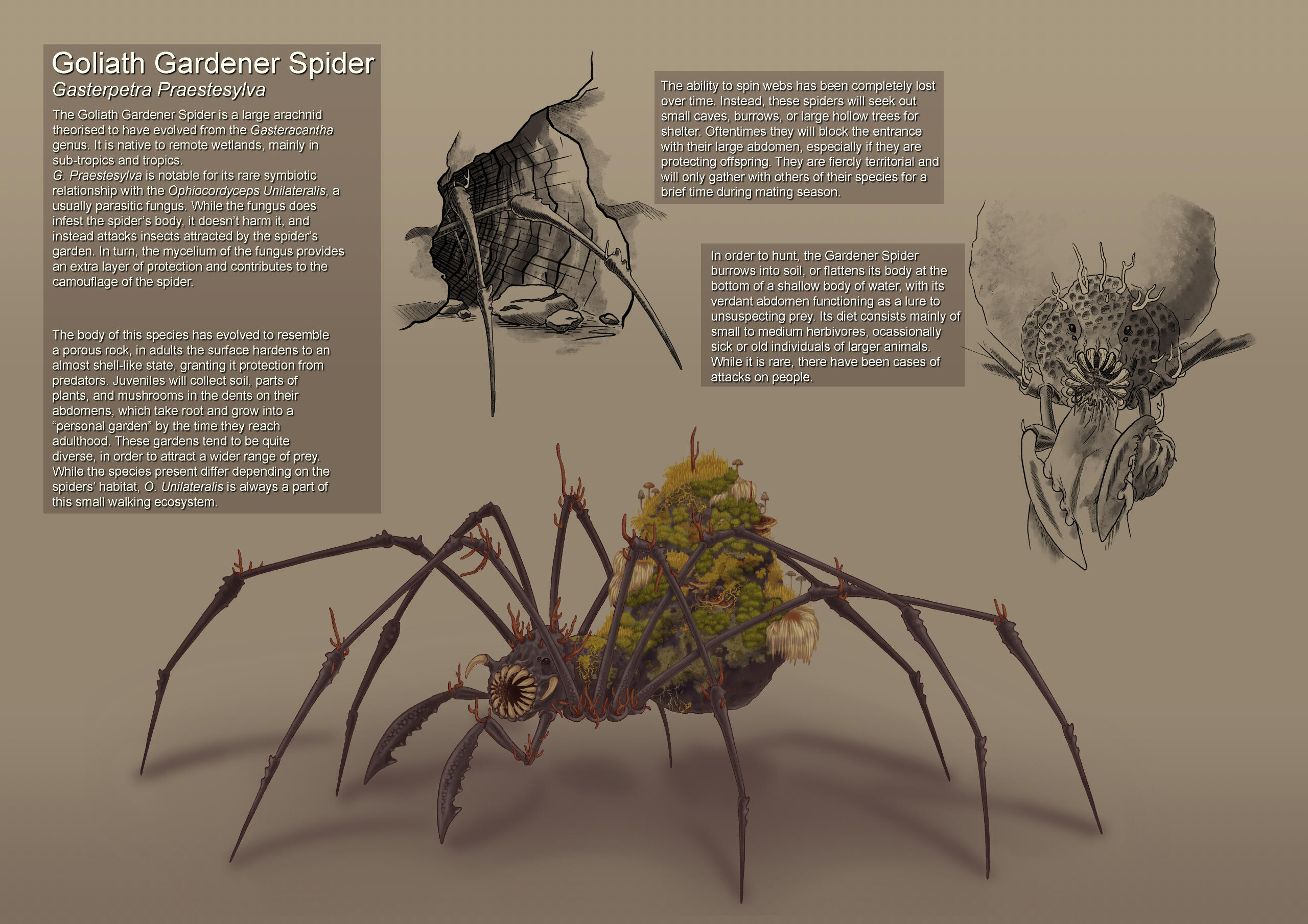 Goliath Gardener Spider